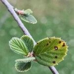 Cercocarpus betuloides