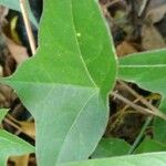 Passiflora suberosa Leaf