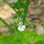 Euphrasia officinalis Лист