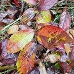 Vaccinium angustifolium Folha