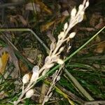 Draba incana Hoja