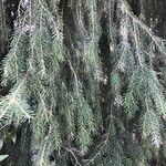 Picea breweriana Folha