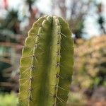 Cereus jamacaru Levél