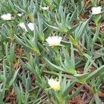 Carpobrotus edulisBlüte