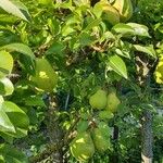 Pyrus communis Frukto