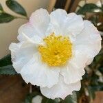 Camellia sasanquaFlower