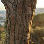 Pinus pinea Кора