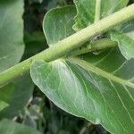 Nicotiana sylvestris പുറംതൊലി