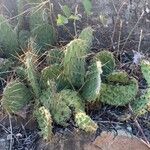Opuntia littoralis Žievė