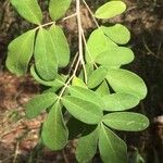 Commiphora mollis Folha