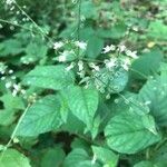 Circaea lutetianaFlower