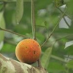 Garcinia kola Fruit