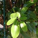 Tabebuia pallidaDeilen