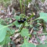 Solanum americanumফল