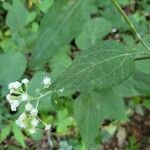 Ageratina altissimaLeaf