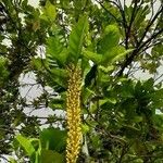 Lophanthera lactescens Flower