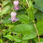 Clematis crispaFlower