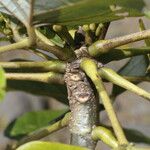 Erythrina globocalyx Plod