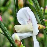 Cytisus multiflorus Blüte