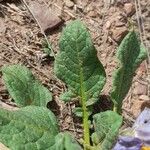 Solanum boliviense Blad