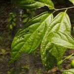 Quararibea parvifolia Leaf