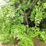 Stewartia pseudocamellia Hábito