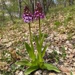 Orchis purpureaFlower