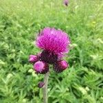 Cirsium rivulare Fula