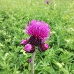 Cirsium rivulare 花