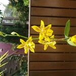 Brassia arachnoidea Fleur