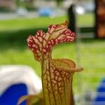 Sarracenia leucophylla পাতা