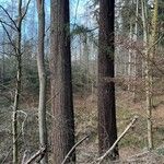 Pseudotsuga menziesii Kéreg/szár