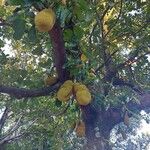 Artocarpus heterophyllusFruit