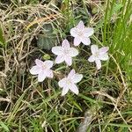 Claytonia virginicaFlower