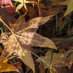 Liquidambar styraciflua Leaf