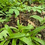 Carex plantaginea Leaf