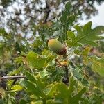 Quercus garryana Fruto