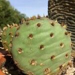 Opuntia aciculata List