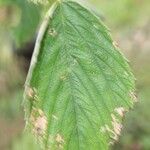 Rubus apetalus Folha