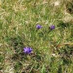 Gentiana pyrenaica Habitat