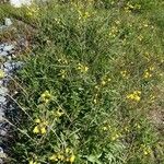 Diplotaxis tenuifolia 整株植物