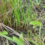 Cyperus obtusatus Habitus