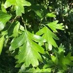 Crataegus monogynaFeuille