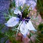 Nigella arvensis Квітка