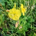 Oenothera parvifloraVirág