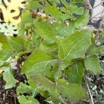 Sonchus oleraceusBlad