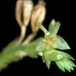Liparis disticha Flower