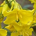 Brassica napus Λουλούδι