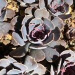 Echeveria shaviana برگ