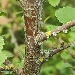 Betula humilis Casca